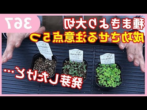 蒔 名字